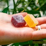 The best ways to consume CBD Gummies