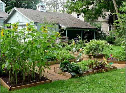 gardening and homesteading articles