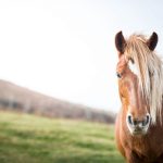 CBD pellets for horses