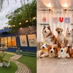Discovering the Best Dog Cafes for Coffee Lovers