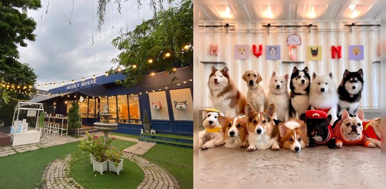 Discovering the Best Dog Cafes for Coffee Lovers